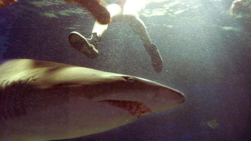 Акула убила 18-летнюю туристку в Бразилии