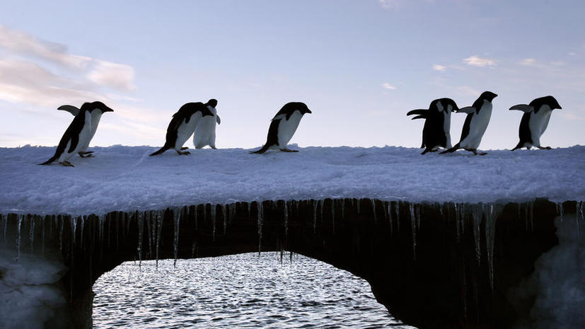 Пингвины Адели оказались в плену айсберга