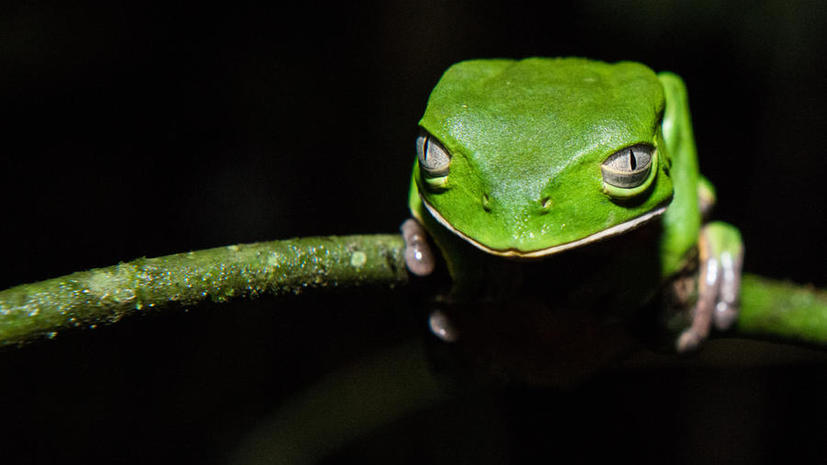 В лесах Суринама найдены 60 возможно новых видов животных