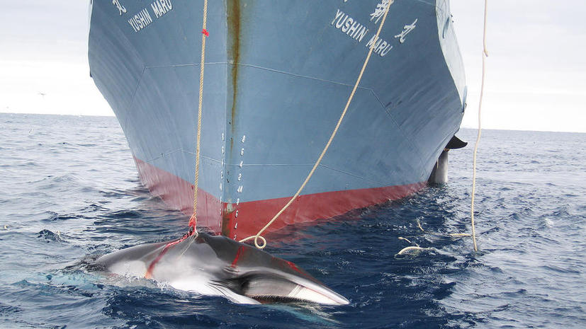 Япония предстанет перед Международным судом по делу об охоте на китов