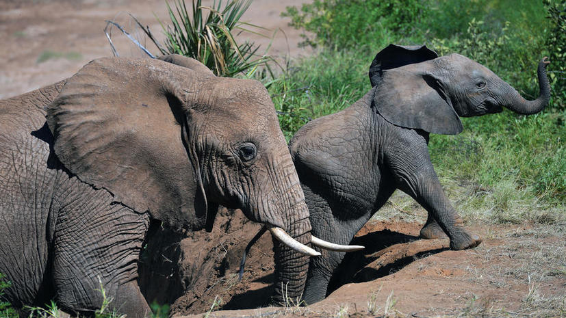 Африканские браконьеры пообещали устроить резню слонов