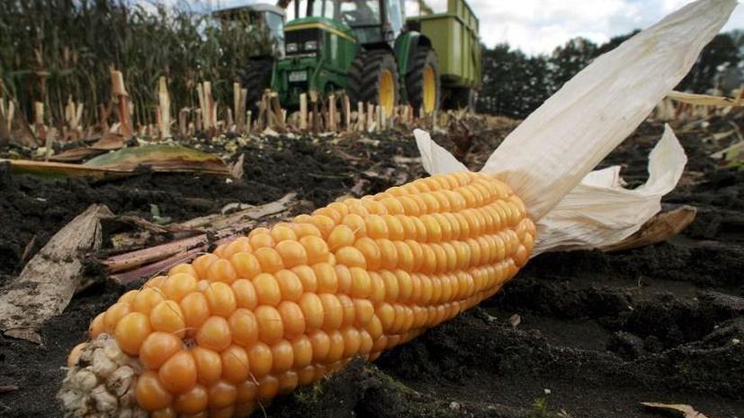 Французский парламент одобрил закон о запрете выращивания генно-модифицированной кукурузы