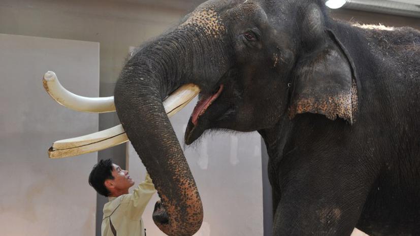 Работники южнокорейского зоопарка научили слона говорить