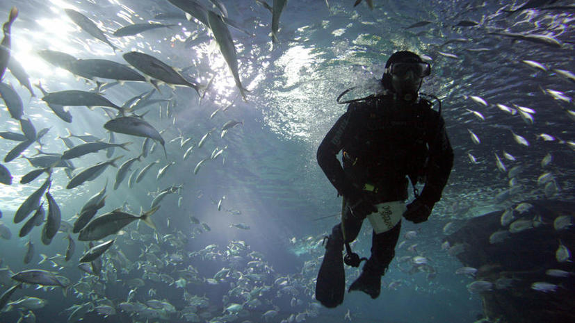 Ученые: глубочайшая часть океана кишит живыми организмами