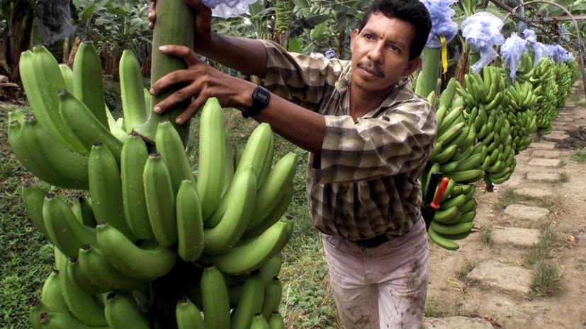 Учёные: Быстро распространяющийся грибок может уничтожить мировой урожай бананов