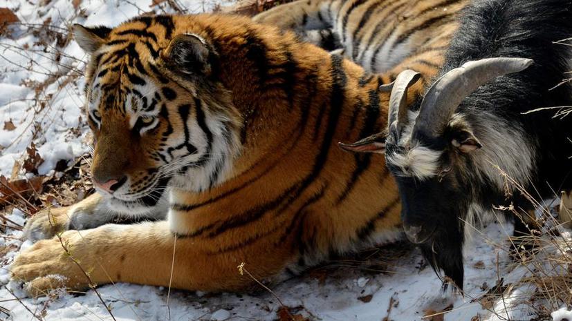 Тигр Амур и козёл Тимур привлекают в Приморье туристов со всего света