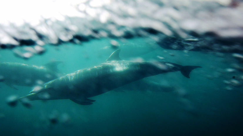 На Соломоновых островах в знак протеста убили 900 дельфинов