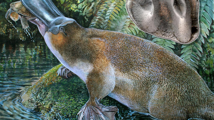 Палеонтологи обнаружили останки гигантского зубастого утконоса