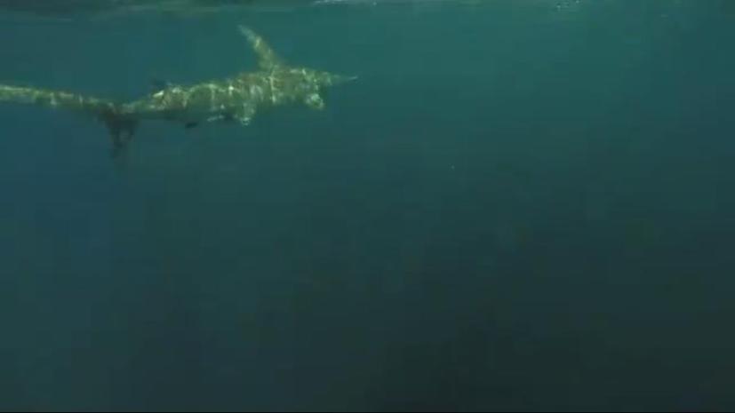В США попавшая на крючок акула в течение двух часов тянула за собой рыбака в байдарке