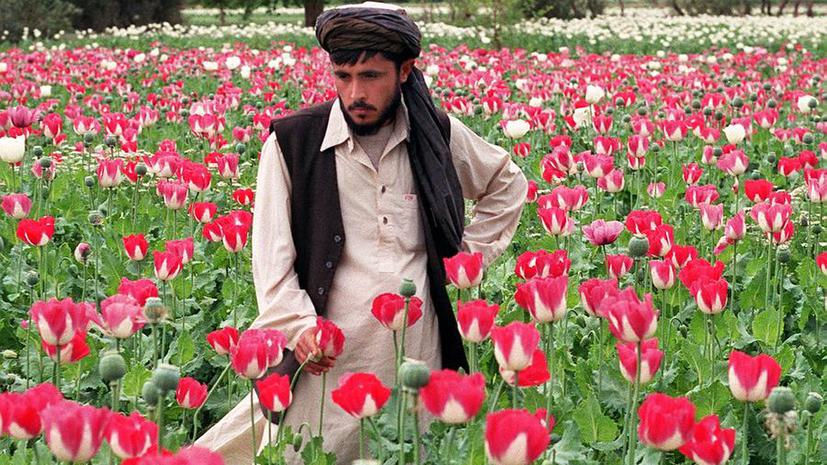 Опиум заменил афганцам сельское хозяйство