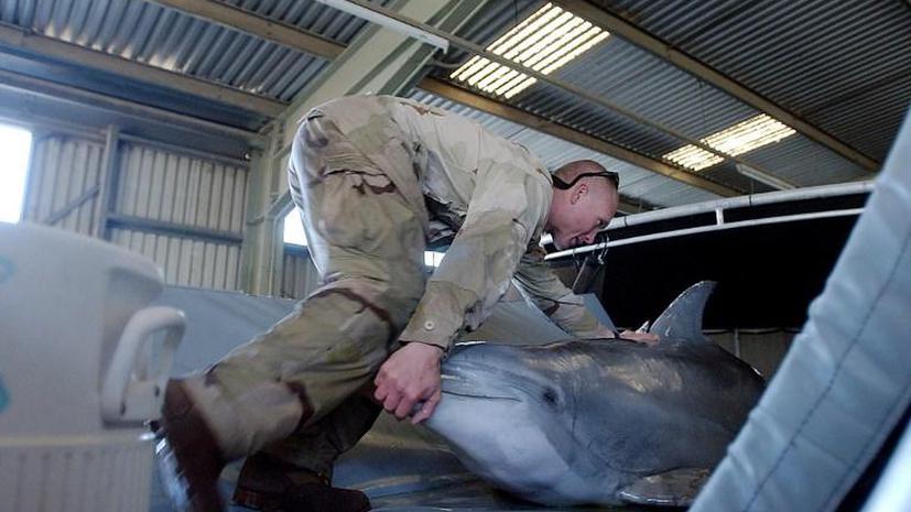 Американцы направляют боевых дельфинов в Чёрное море