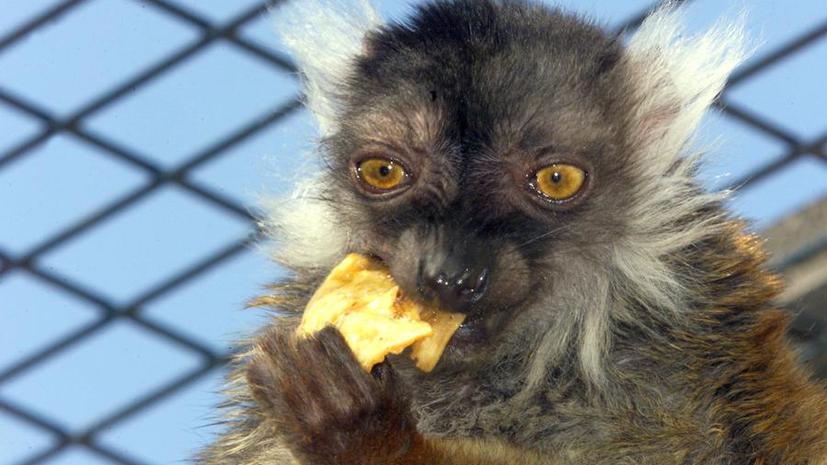 Млекопитающие перешли на моногамию, чтобы сохранить партнершу и предотвратить детоубийство