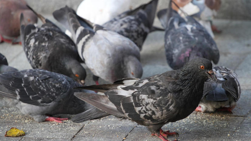 Московских птиц проверят на вирусные заболевания