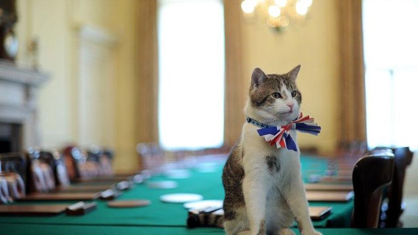 В Великобритании появится интерактивная кошачья карта