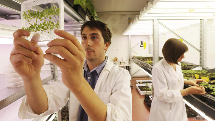 Учёные: Будущее — за бионическими растениями