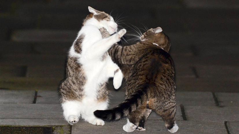 Кошка Осборна надрала уши «главному мышелову» Великобритании у стен Даунинг-стрит