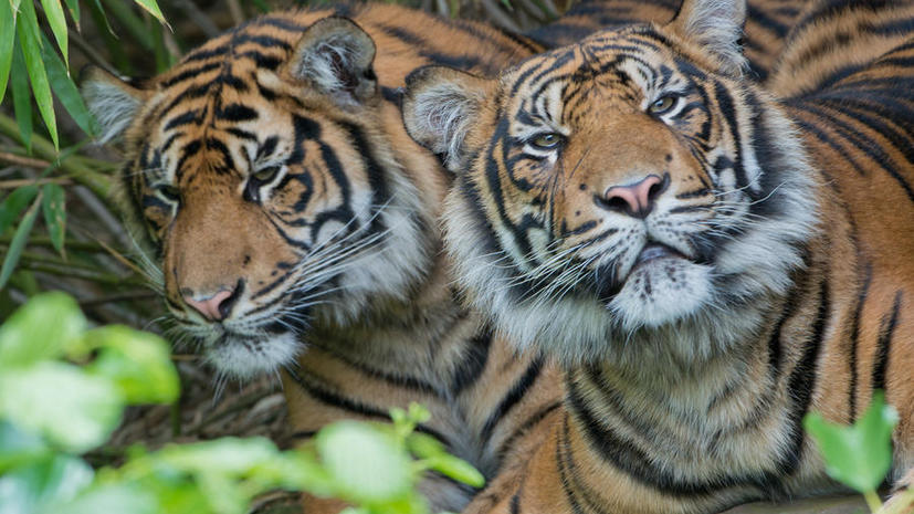 В Индонезии пятеро мужчин уже третий день сидят на дереве, спасаясь от тигров