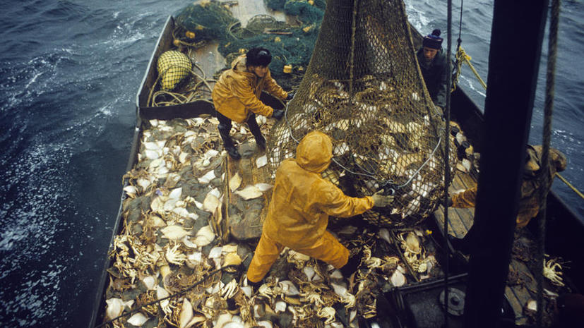 Из России в Японию нелегально вывозят тысячи тонн морепродуктов