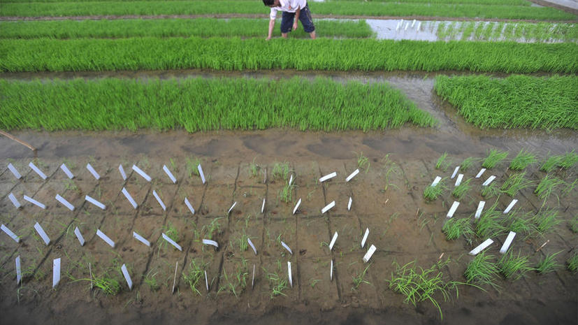 На юге Китая обнаружили рис, заражённый кадмием