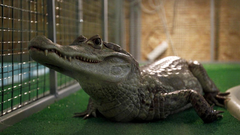 Во время наводнения в Китае с фермы сбежали 24 крокодила