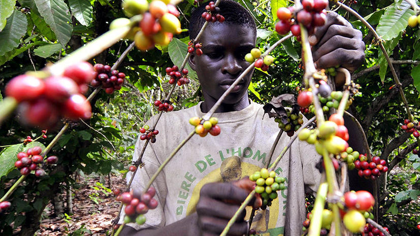 Мир ждет глобальный неурожай кофе: плантации арабики пострадали от опасного паразита