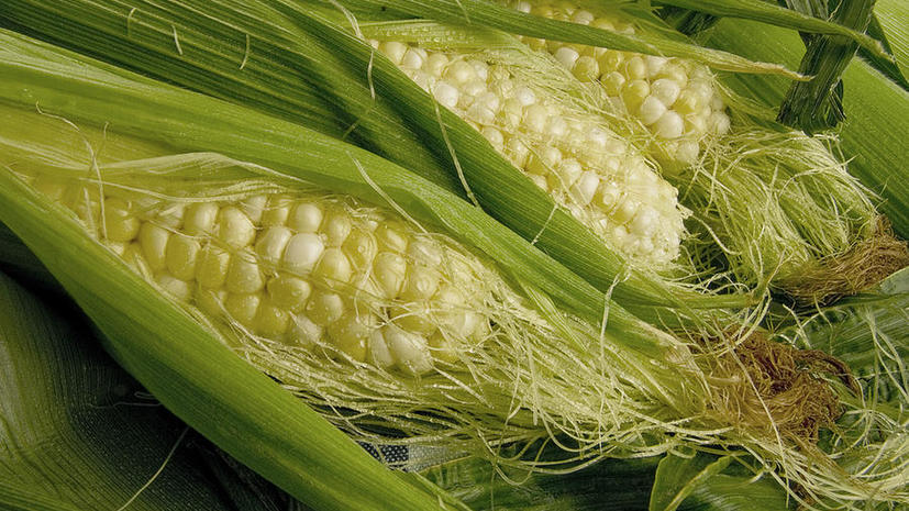 Китай отказался от генетически модифицированной американской кукурузы