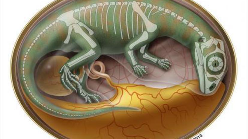 Ученые нашли древнейшее кладбище зародышей динозавров