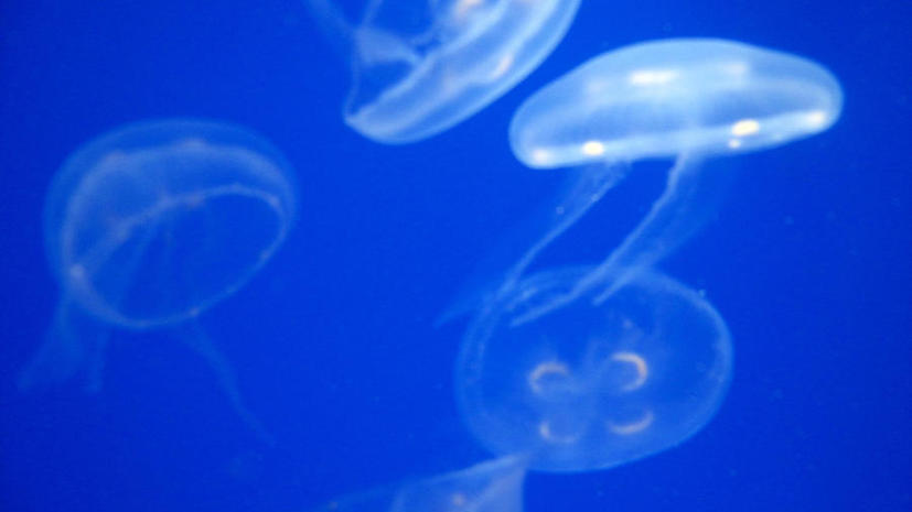 Береговая охрана Италии объявила войну медузам