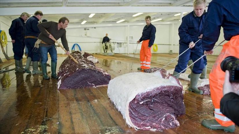 Японцы кормят собак мясом вымирающих видов китов