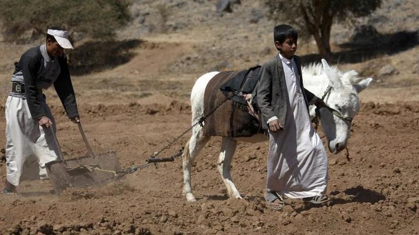 Наркотик кат может стать причиной засухи в столице Йемена