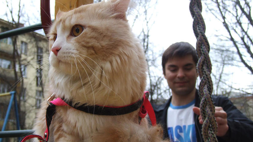 Хозяева кота-клептомана предложили соседям вернуть украденные вещи