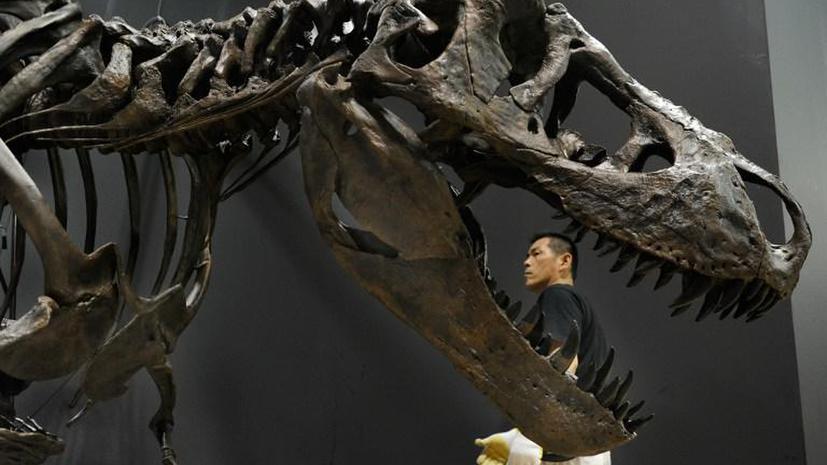 Скелеты сцепившихся в схватке динозавров уйдут с молотка за рекордную сумму