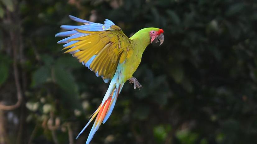 Свободу попугаям: зоопарки Коста-Рики выпустят животных обратно в дикую природу