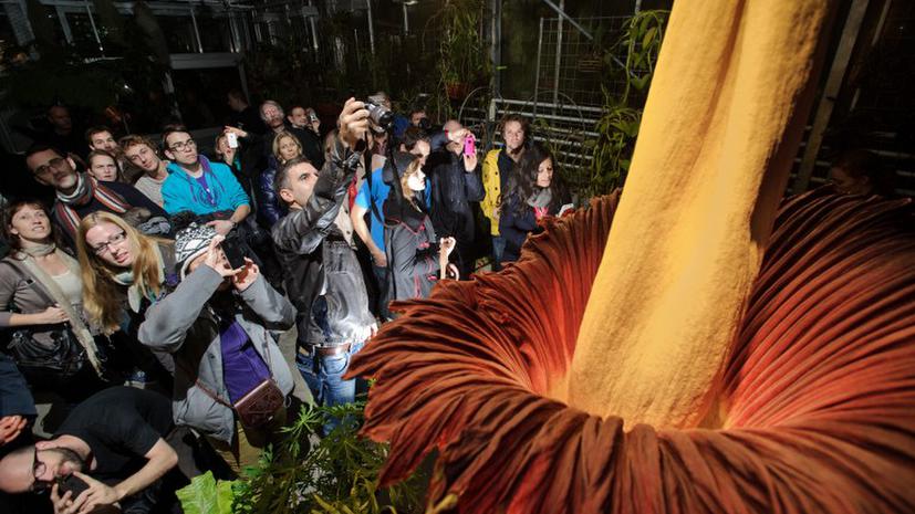 В Швейцарии расцвел самый большой "трупный цветок"