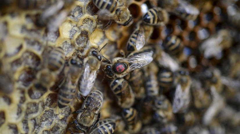 В США водитель погиб, врезавшись в заброшенный дом с дикими пчёлами